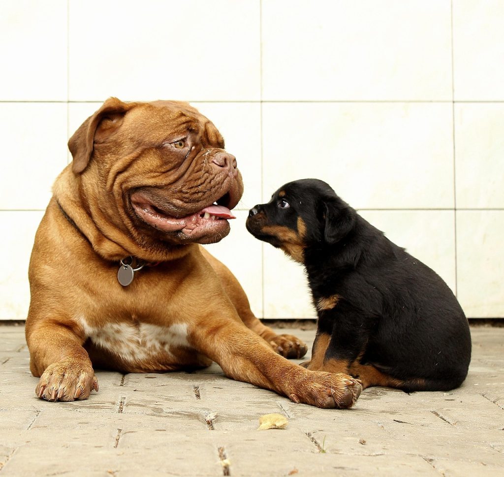 Best Dog Food 2026: 10 Proven Vet-Recommended Brands for a Healthier Dog rottweiler, mac wallpaper, puppy, dog, background, thoroughbred, animal, white, cool backgrounds, black, cute, pet, young, one, free wallpaper, brown, homemade, small, studio, full hd wallpaper, windows wallpaper, mammal, beautiful, pusinka, a little, portrait, puppies, free background, nature, desktop backgrounds, pedigree, laptop wallpaper, beautiful wallpaper, dogs, 4k wallpaper 1920x1080, wallpaper hd, happy, k-9, safety, burgundy, french, mastiff, hd wallpaper, dogue, of, isolated, wallpaper 4k, breed, wrinkled, big, adorable, bulldog, 4k wallpaper, witty