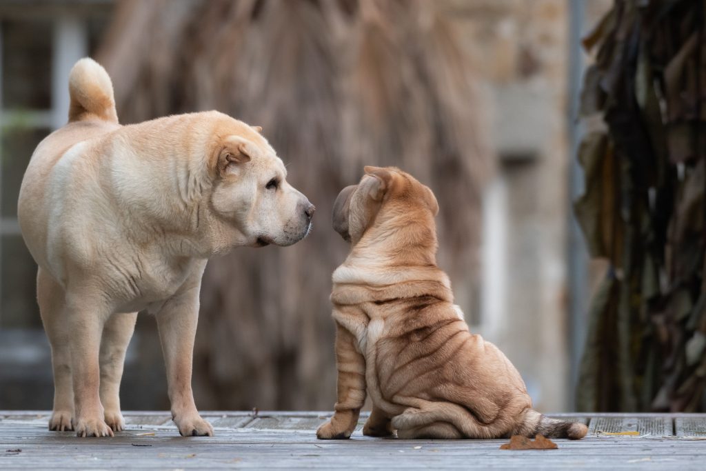 Best Dog Food 2026: 10 Proven Vet-Recommended Brands for a Healthier Dog Best dog food