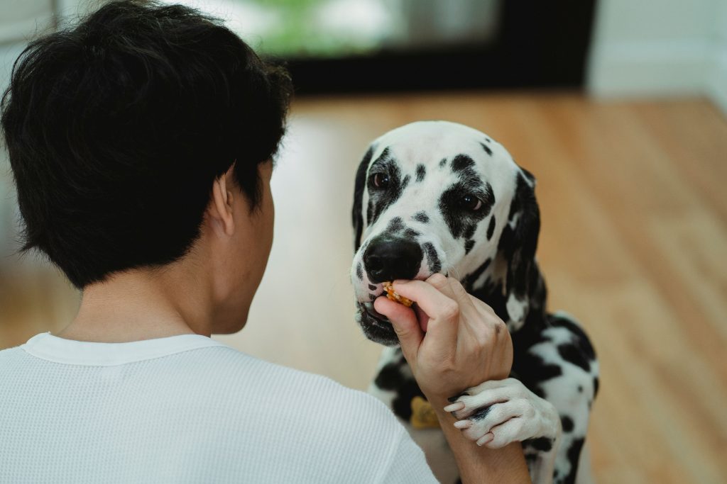 Best Dog Food 2026: 10 Proven Vet-Recommended Brands for a Healthier Dog Dalmatian dog being fed a treat by a man indoors.