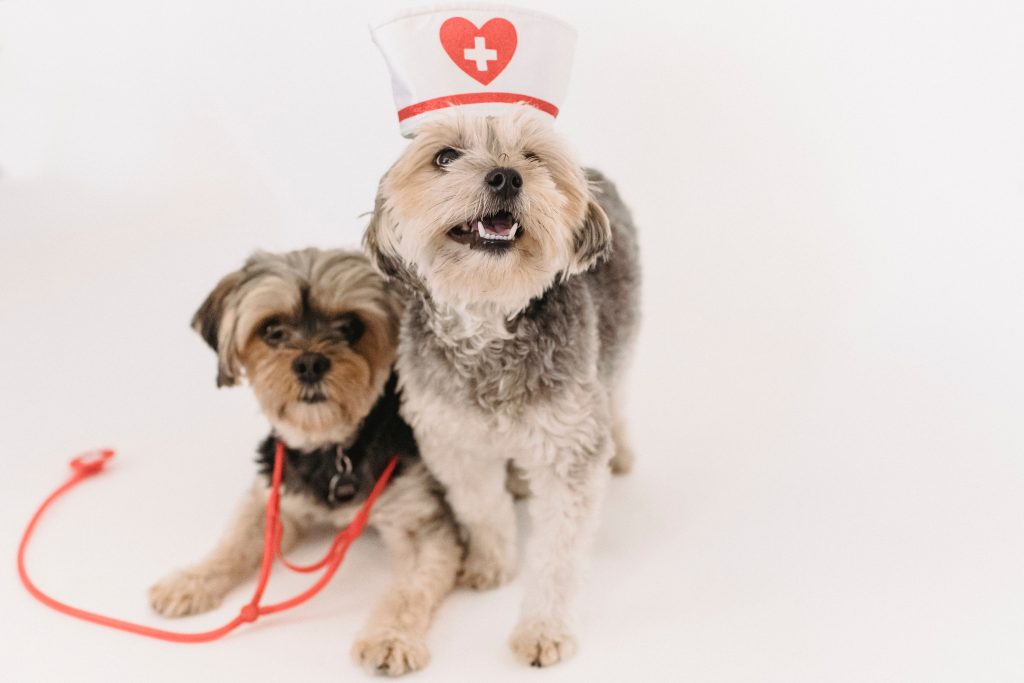 Best Dog Food 2026: 10 Proven Vet-Recommended Brands for a Healthier Dog Adorable fluffy purebred dogs with medical equipment playing on white background of studio