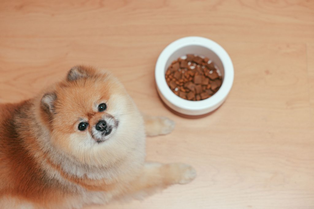 Best Dog Food 2026: 10 Proven Vet-Recommended Brands for a Healthier Dog Cute Pomeranian dog next to a food bowl on a wooden floor, looking up indoors.